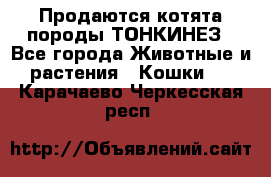 Продаются котята породы ТОНКИНЕЗ - Все города Животные и растения » Кошки   . Карачаево-Черкесская респ.